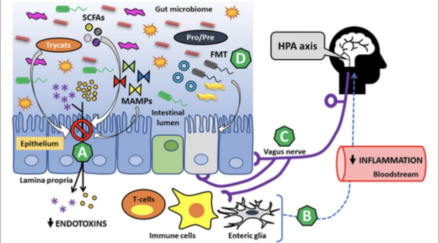 Can Good Gut Health Help To Influence Mental Health?