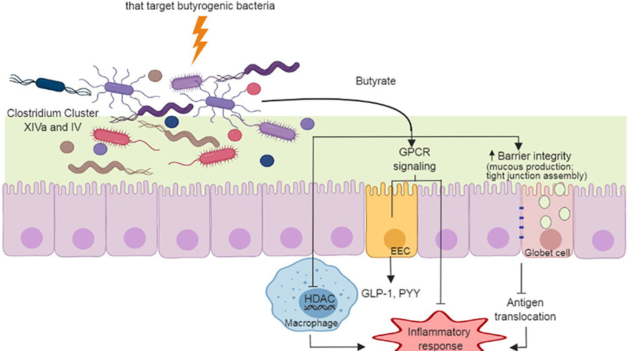 Prebiotics Shown to Improve IBD Symptoms!