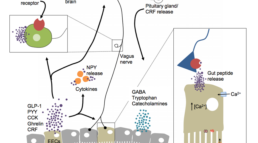 Anxiety, Depression and the Microbiome: A role for Psychobiotics!
