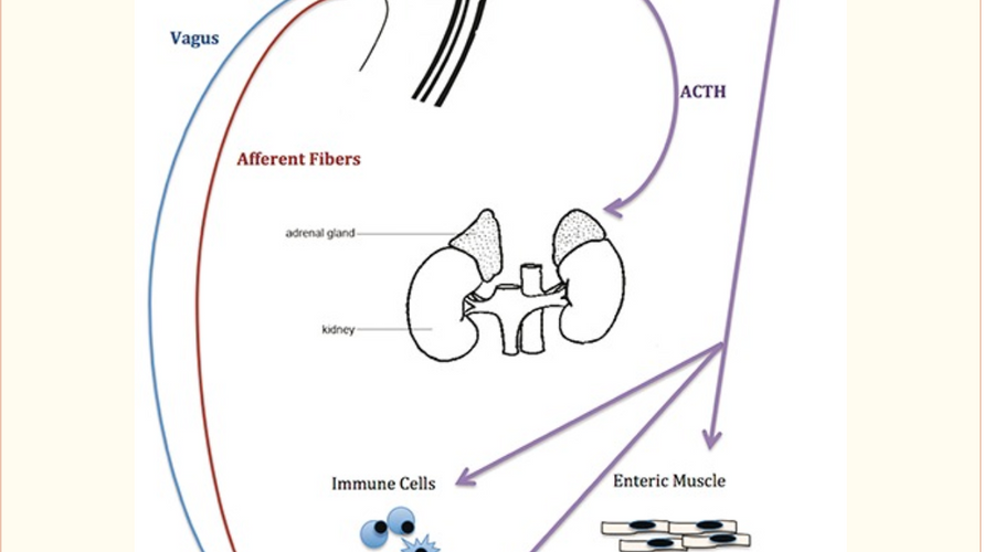 Prebiotics effect on mental health!